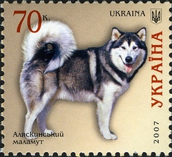 Dogs - Alaskan Malamute