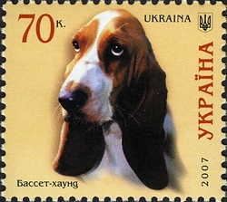 Dogs - Basset Hound