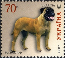 Dogs - Bull Mastiff