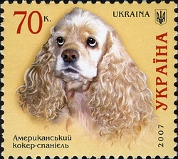 Dogs - American Cocker Spaniel