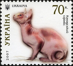 Cats - Sphynx
