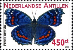 Butterflies - Gaudy Commodore