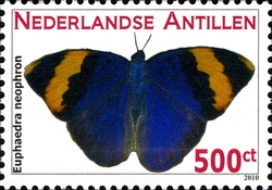 Butterflies - Gold Banded Forester