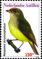Birds - Saffron-crested Tyrant-manikin