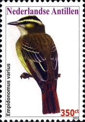 Birds - Variegated Flycatcher