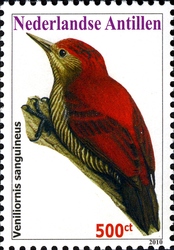Birds - Blood-coloured Woodpecker