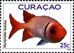 Fish Curacao - Blacktip soldierfish