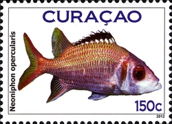 Fish Curacao - Neoniphon Opercularis