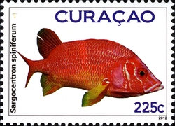 Fish Curacao - Sargocentron spiniferum