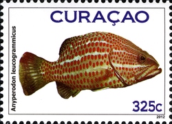 Fish Curacao - Anyperodon leucogrammicus