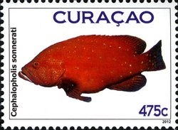 Fish Curacao - Tomato Rockcod