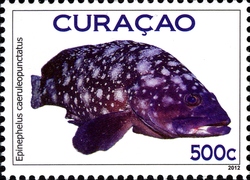Fish Curacao - Whitespotted grouper