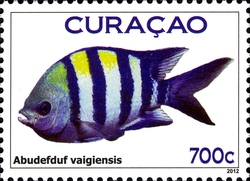 Fish Curacao - Indo-Pacific Sergeant