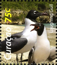 Birds of the Sea and Shore - Laughing Gull