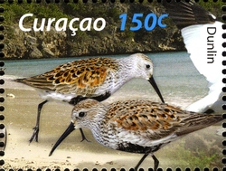 Birds of the Sea and Shore - Dunlin