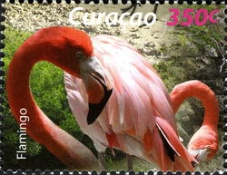 Birds of the Sea and Shore - Flamingo