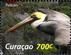 Birds of the Sea and Shore - Pelican