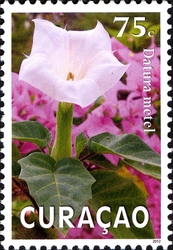 Plants of Curacao - Yerba Stinki