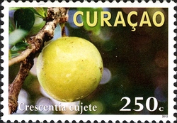 Plants of Curacao - Kalbas di Mondi