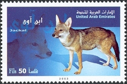 Carnivorous Animals in Arabia - Jackal