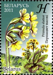 Flora - Endangered plants of Belarus - Primula elatior