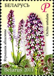 Flora - Endangered plants of Belarus - Orchis ustulata