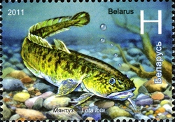 Fishes of Belarus Resevoirs - Burbot