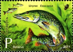 Fishes of Belarus Resevoirs - Pike