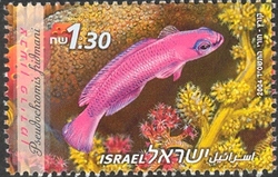 Red Sea Fishes - Fridman's Dottyback