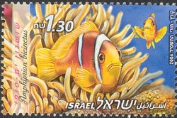 Red Sea Fishes - Red Sea Anemonefish