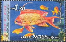 Stamp, Red Sea Fishes - Scalefin Fairy Basslet, Israel,  