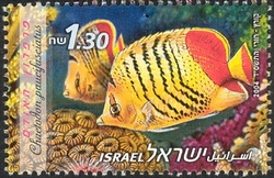Red Sea Fishes - Crown Butterflyfish