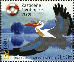 Protected Species - Pelican