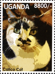 Flora and Fauna - Cats - Calico Cat