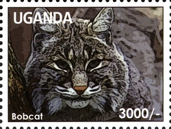 Flora and Fauna - Cats - Bobcat