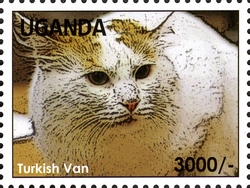 Flora and Fauna - Cats - Turkish Van
