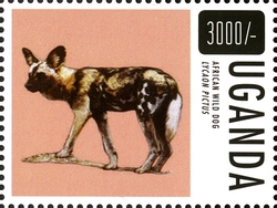 Flora and Fauna - African Wild Dog