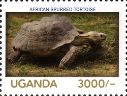 Stamp, Flora and Fauna - African Spurred Tortoise, Uganda,  
