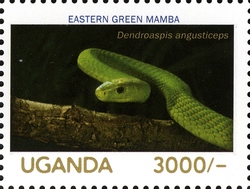 Flora and Fauna - Eastern Green Mamba