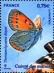 Butterdlies - Thersamolycaena dispar