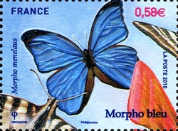 Butterdlies - Morpho menelaus