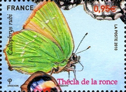 Butterdlies - Callophrys rubi