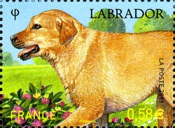 Purebred Dogs - Labrador