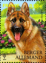 Purebred Dogs - Alsation