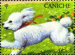 Purebred Dogs - Poodle