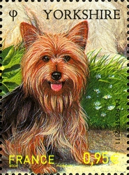 Purebred Dogs - Yorkshire Terrier