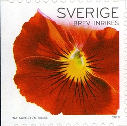 Pansies