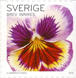 Pansies