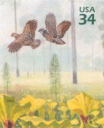 Beauty of Longleaf Pine Forest - Northern Bobwhite