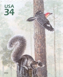 Beauty of Longleaf Pine Forest - Red-bellied Woodpecker and Fox Squirrel